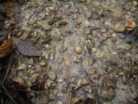 014 Brentford Wood Gravel