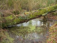 001 Brentford Wood Pits