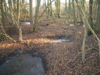 008 Kiln Wood Pits