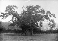 018 wallers_oak_1_1909_bcc