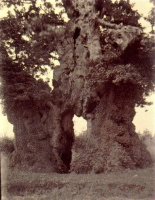 019 wallers_oak_2_1909_bcc