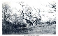 016 wallers_oak_bicycle_c1905