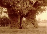 017 wallers_oak_man_1909_bcc