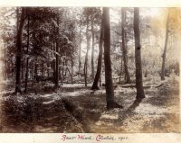 012 bear_wood1901