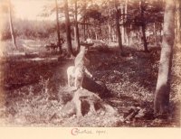 008 woods_1901