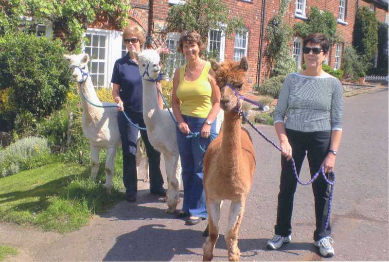 alpacas-1
