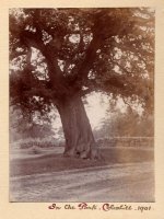 004 in_the_park_1901